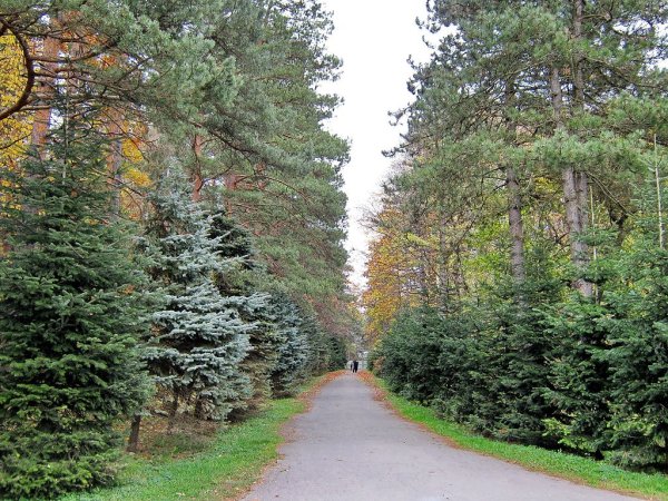 Сосновая аллея Павловский Посад