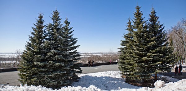 Ели в парках