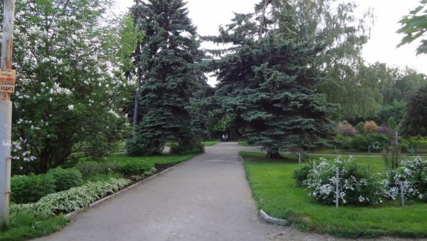 Дендрологический парк Екатеринбург голубые ели