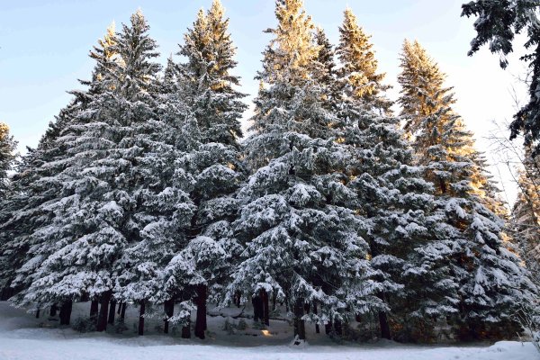 Ель Сибирская Печорская