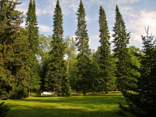 Парк с елями