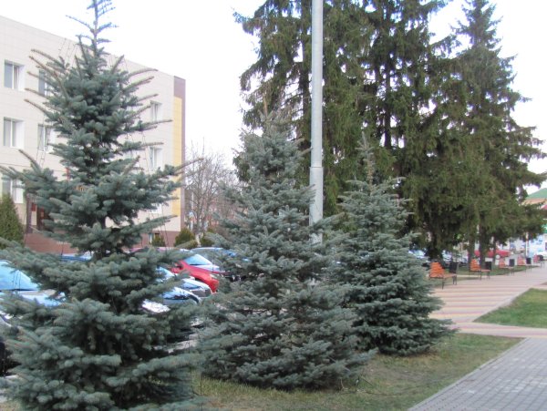 Белгород аллея голубых елей