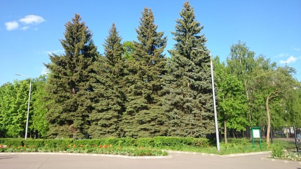 Москва парк Победы аллея голубых елей