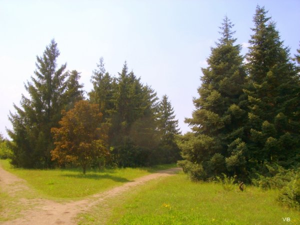 Ели в парке