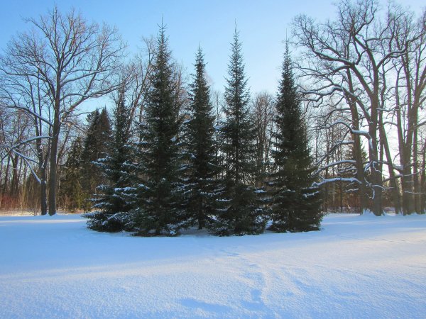 Ель в парке