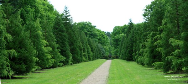 Кисловодский парк Еловая аллея