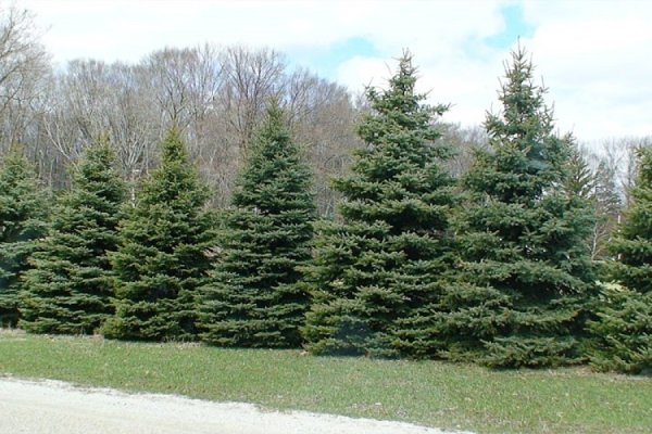 Ель Сибирская Picea obovata