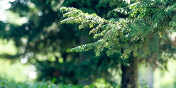 Хвойные деревья в парке