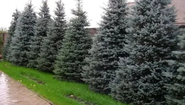 Ель Сербская Живая изгородь