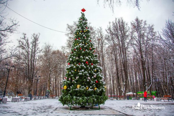 Терлецкий парк елки