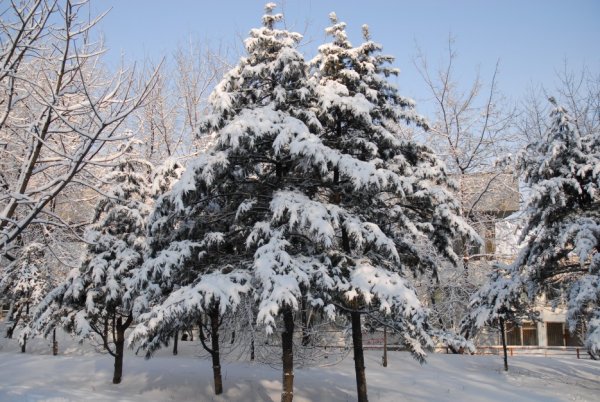 Снежная елка в парке