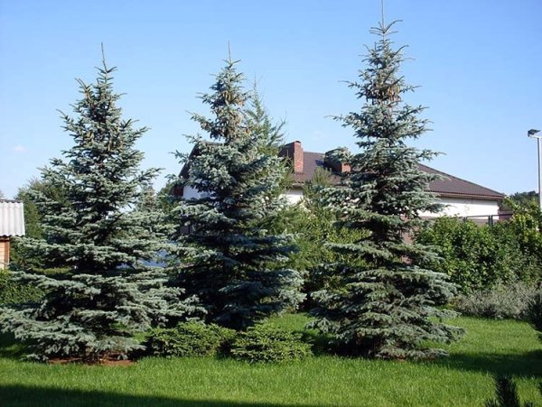 Елки и сосны на участке