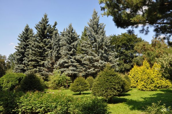 Дендрологический парк Москва