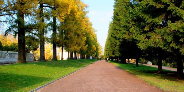 Лиственница Сибирская аллея