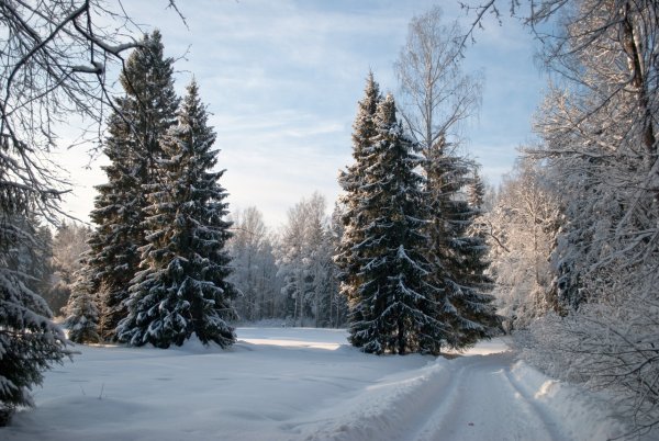 Ель в зимнем парке