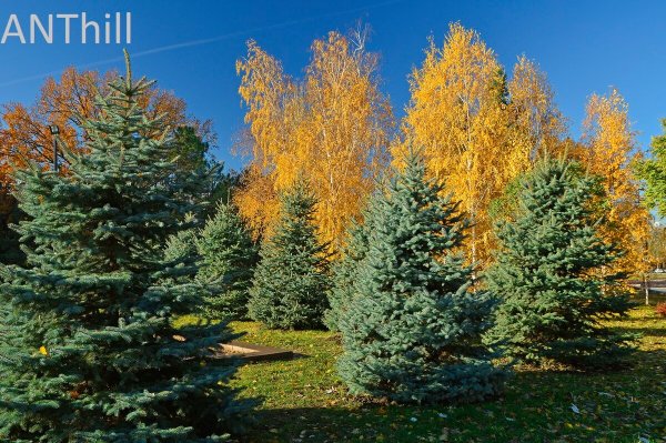 Хвойные деревья осенью