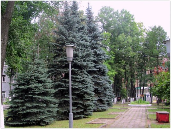 Аллея голубых елей в Нальчике