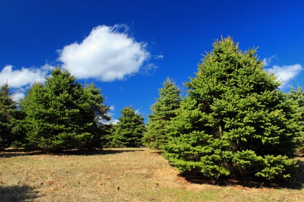 Хвойные деревья Горнозаводска