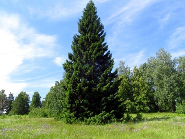 Ель Сибирская дендрология