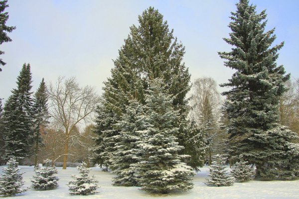 Большая ель