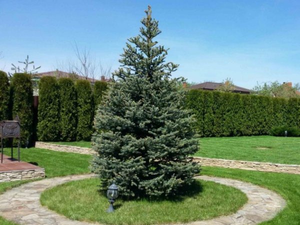 Ель Сербская Цукерхут