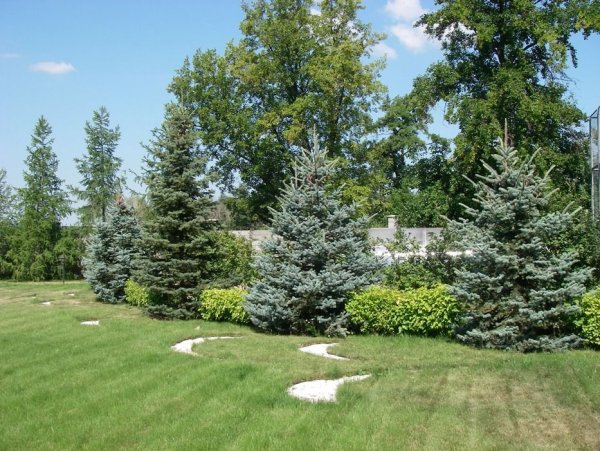 Ель Хупси в ландшафтном