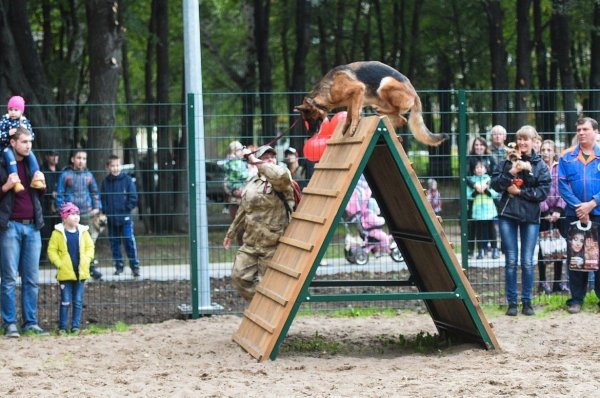 Собачья площадка Липецк