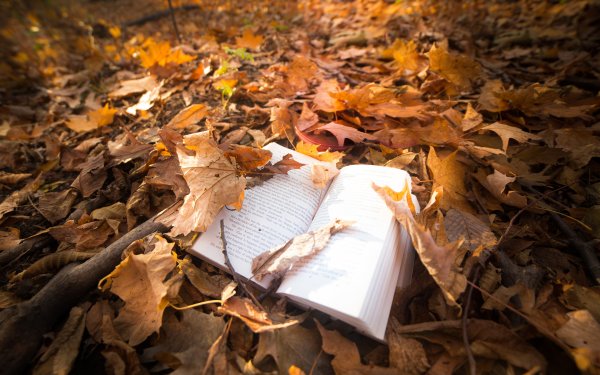 Брошенная книга
