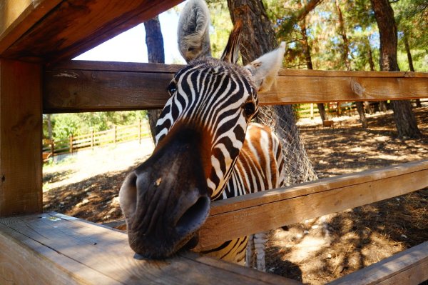 Геленджик парк сафари парк