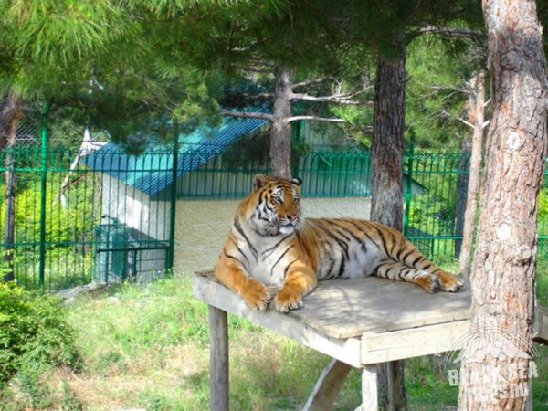 Сафари-парк Геленджик животные