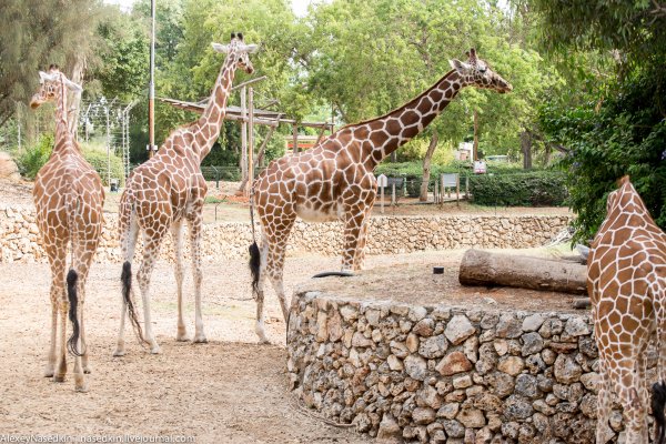 Сафари Рамат Ган