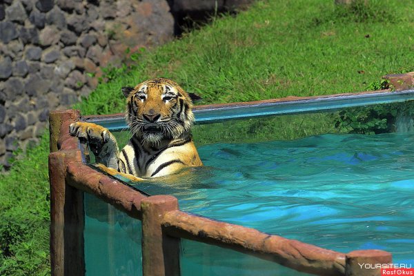 Геленджик сафари парк Геленджик тигры