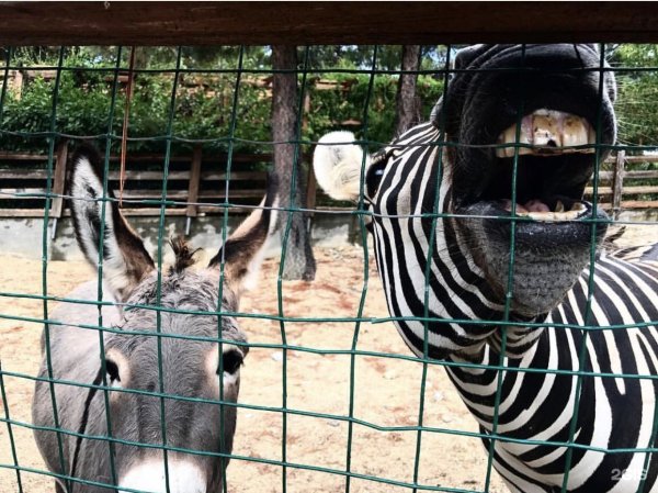 Сафари-парк Геленджик