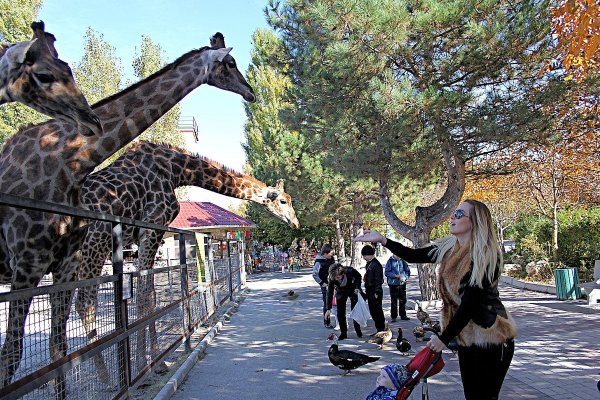 Тайган сафари парк аттракционы