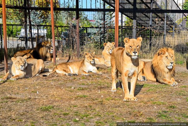 Тайган сафари парк Львов