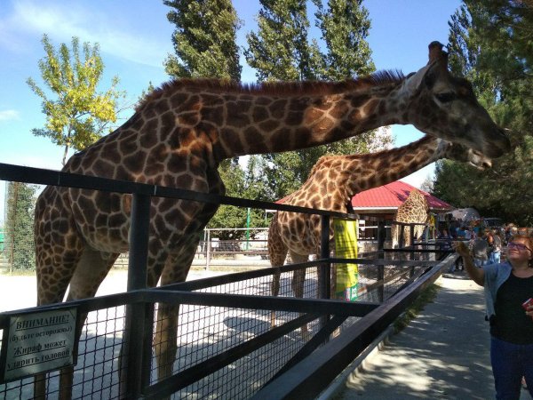Тайган сафари парк в Крыму