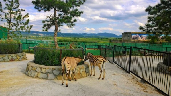 Парк Львов Тайган, Белогорск