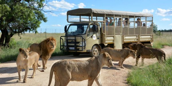 Йоханнесбург Африка сафари