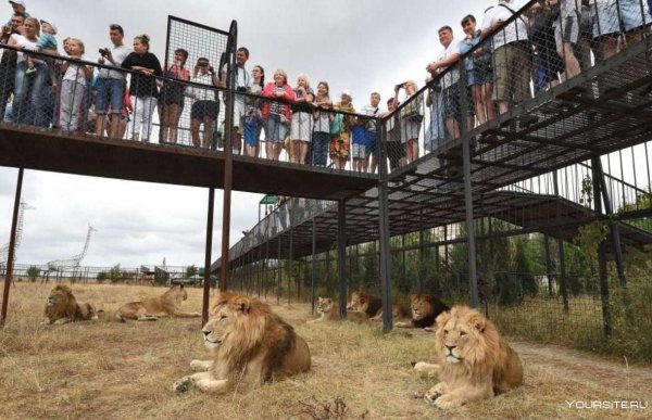 Тайган сафари парк в Крыму