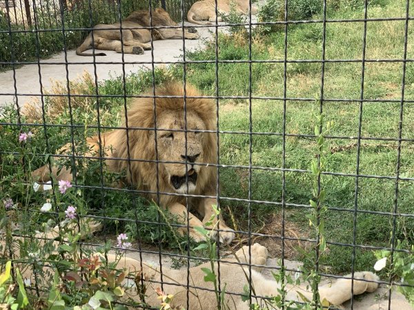 Парк Львов Тайган площадь