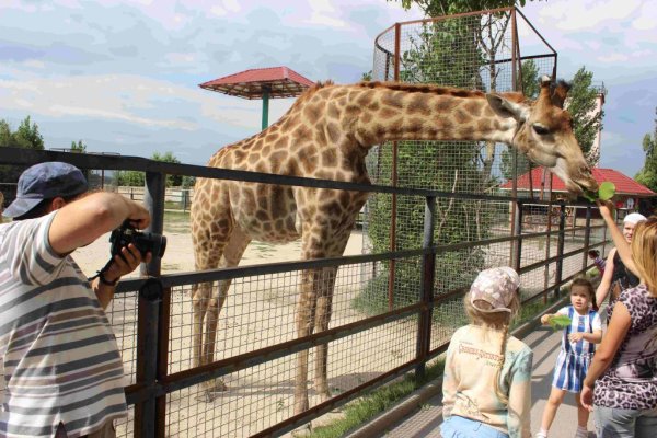 Сафари парк Белогорск Крым