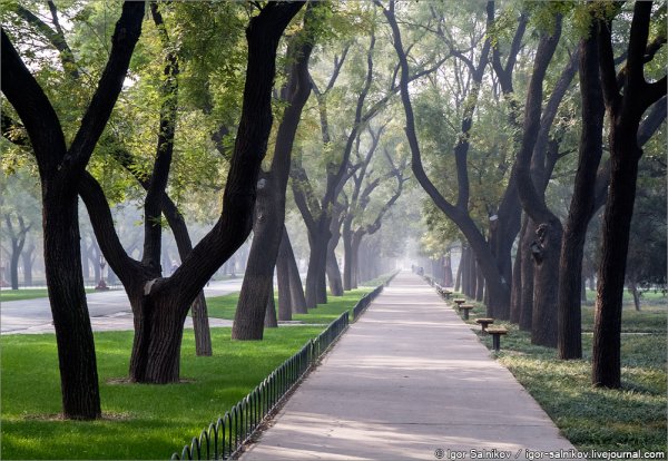 Аллея города Стародуба парк