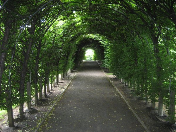 Липовая аллея в летнем саду