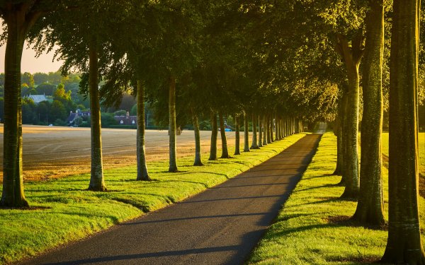 Аллеи Деревьева Италии