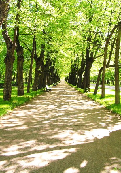 Липовая аллея Ропшинский парк