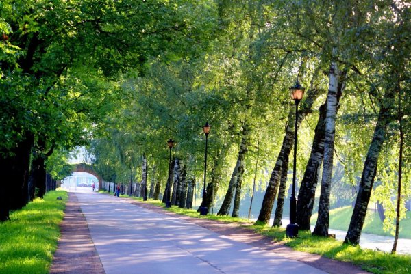 Летняя аллея в парке