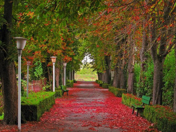 Осень парк аллея