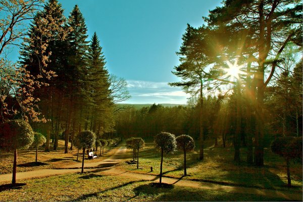 Кисловодск лес
