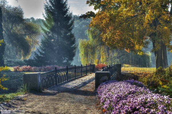 Утро в летнем парке