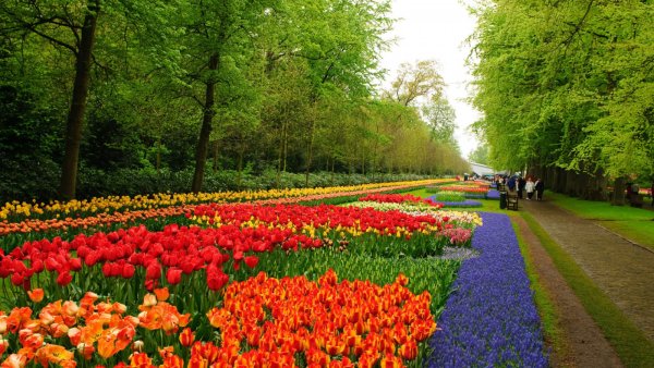 Парк Койкенхоф Голландия